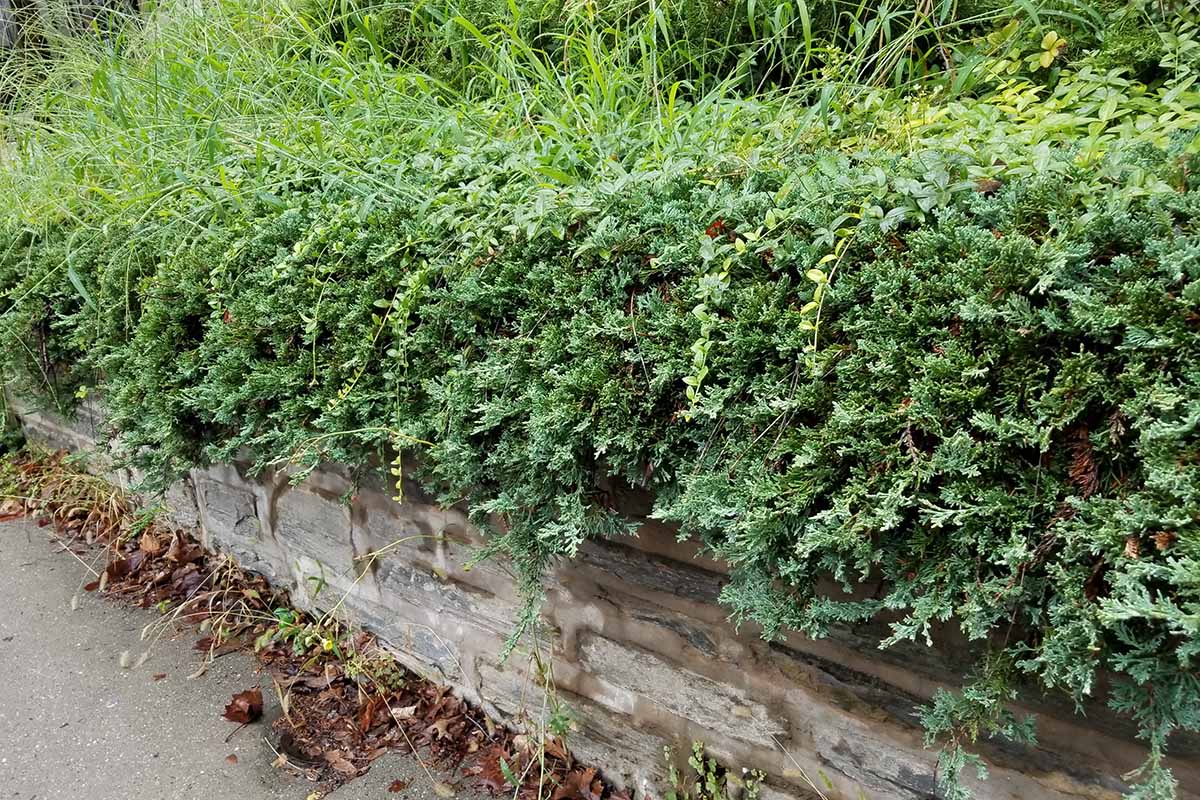 Juniper growing inside a garden bed and over the edge of a wooden retaining wall beside a sidewalk with scattered fall leaves.
