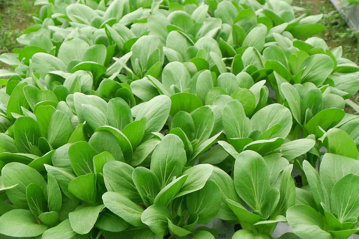 A close up horizontal image of bok choy growing in the garden.