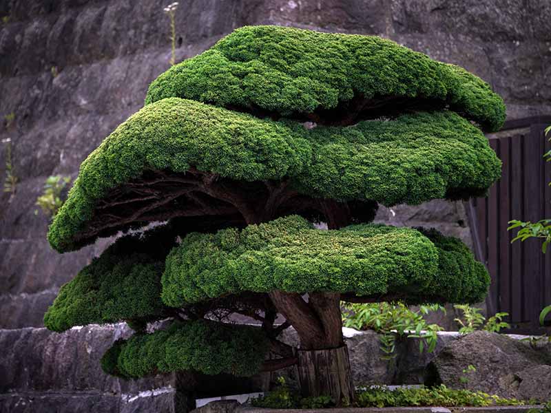 A close up horizontal image of a Chinese juniper (Juniperus chinensis) trained to grow as a bonsai.