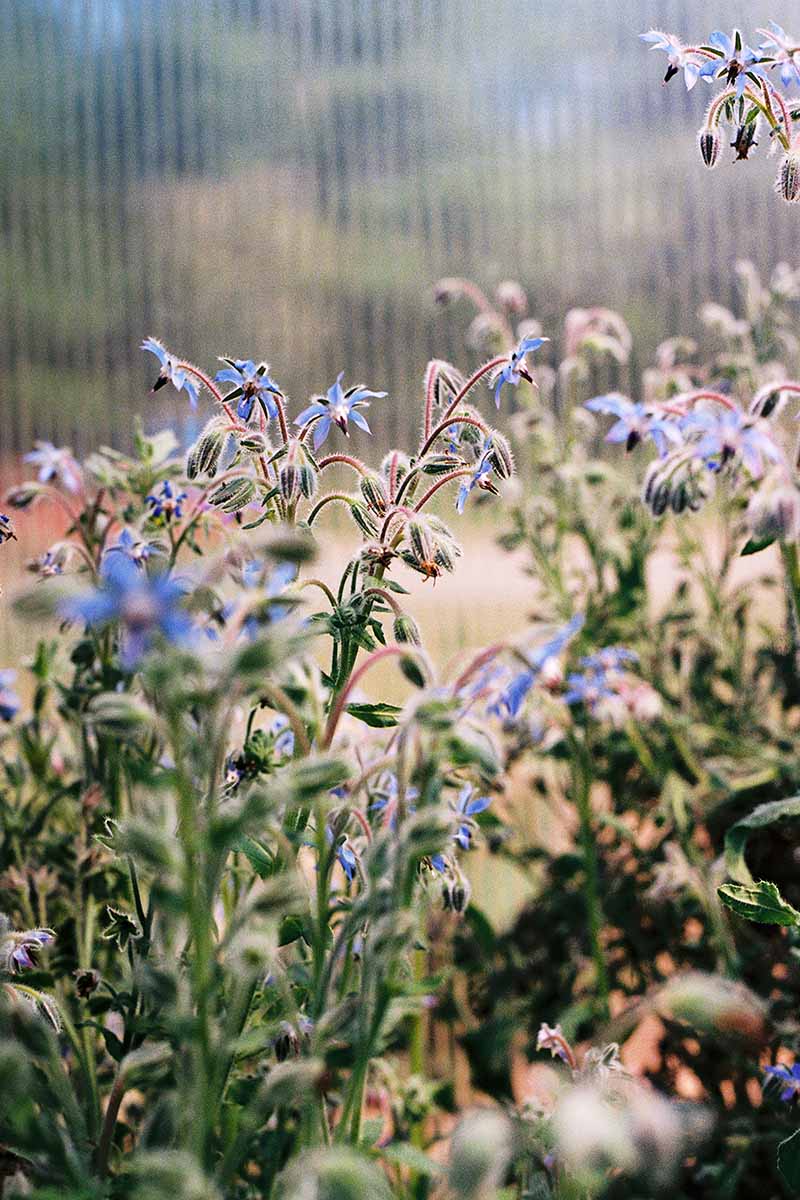 A close up vertical image of borage growing in the garden.