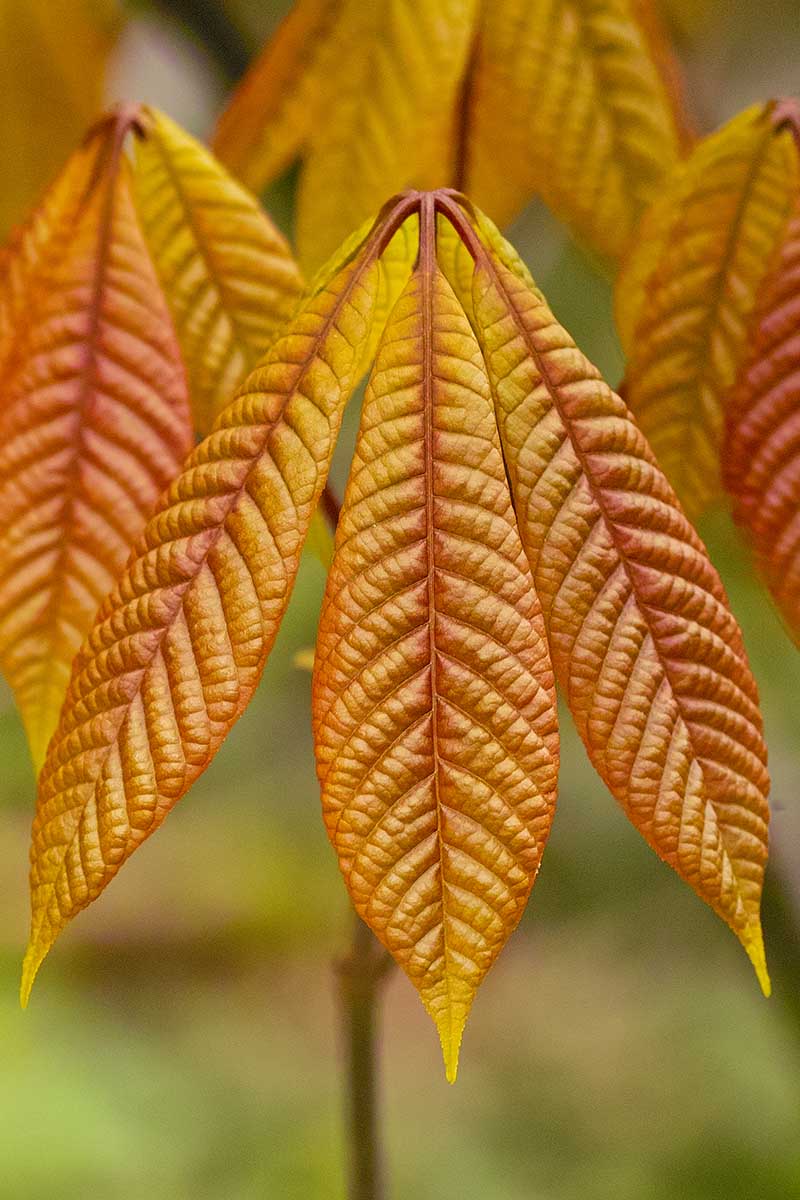 A close up vertical image of the yellow and gold leaves of bottlebrush buckeye in the fall.