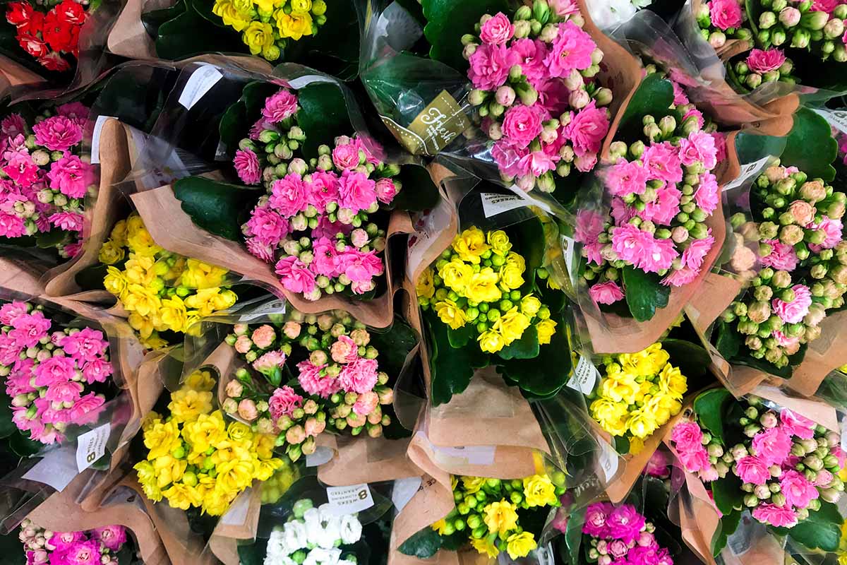 A close up horizontal image of bouquets of multi-colored florist's kalanchoe blooms.