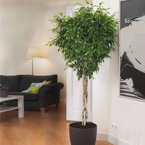 A square image of a weeping fig tree with a braided stem growing in a container in a minimalist living room.