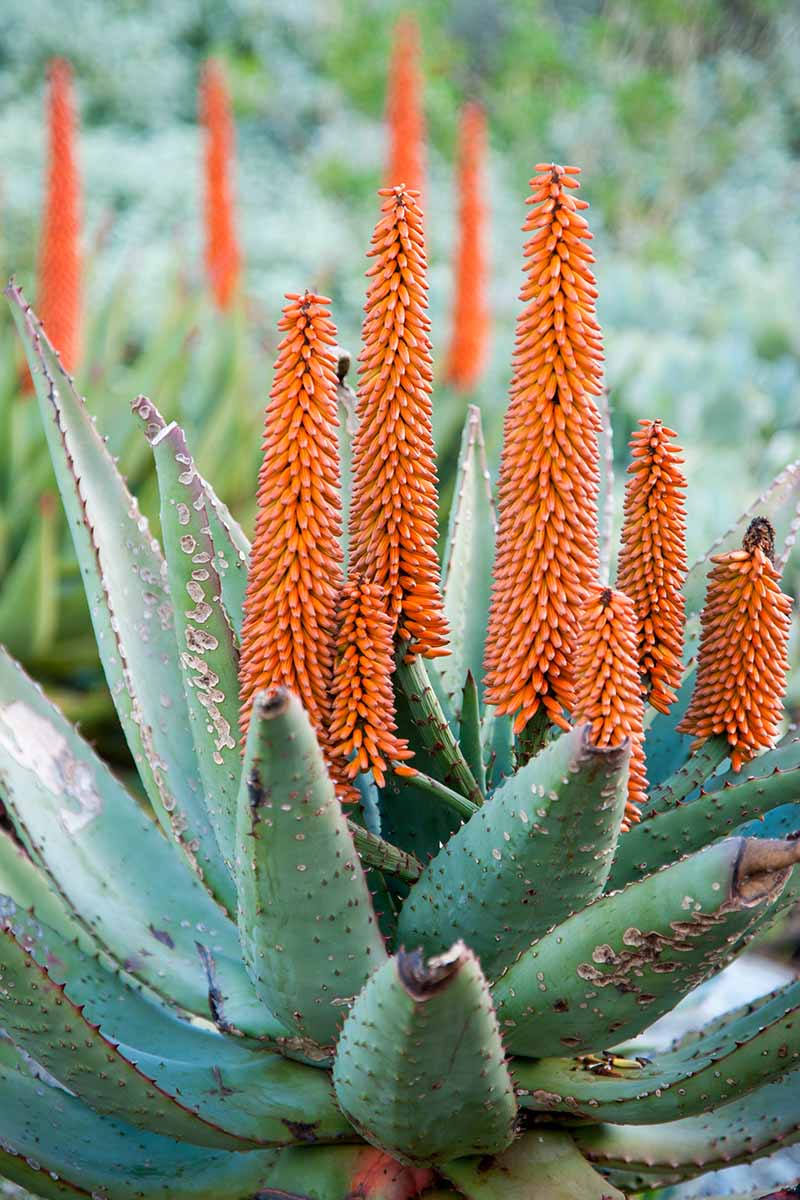 A close up vertical image of the bright orange flowers of a succulent aloe plant growing in the garden pictured on a soft focus background.