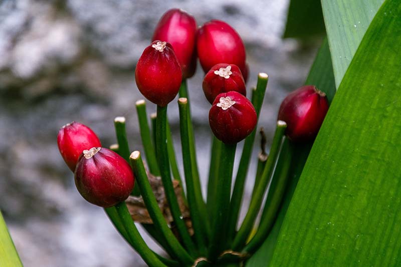 A close up horizontal image of bright red berries on a clivia plant.