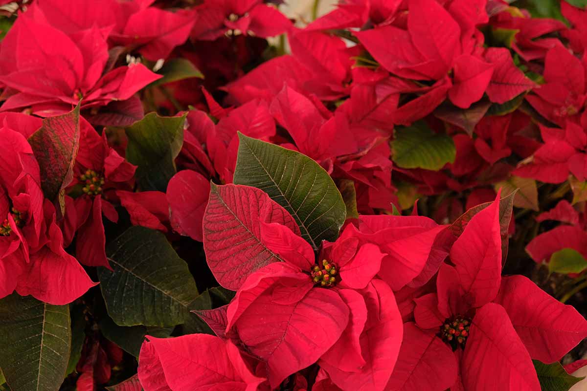 A close up horizontal image of the bright red bracts of poinsettia plants at a garden nursery.