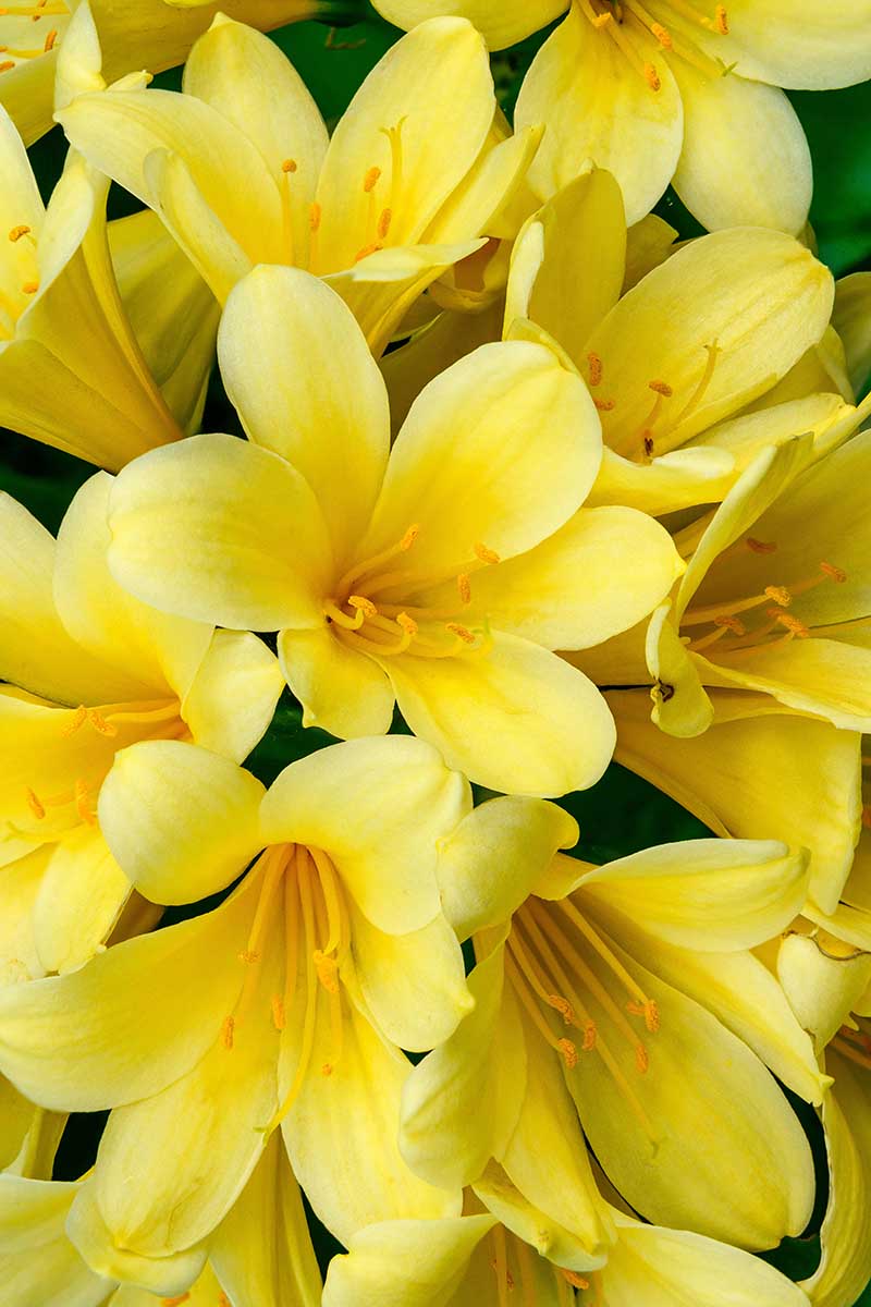 A close up vertical image of bright yellow clivia flowers pictured on a soft focus background.