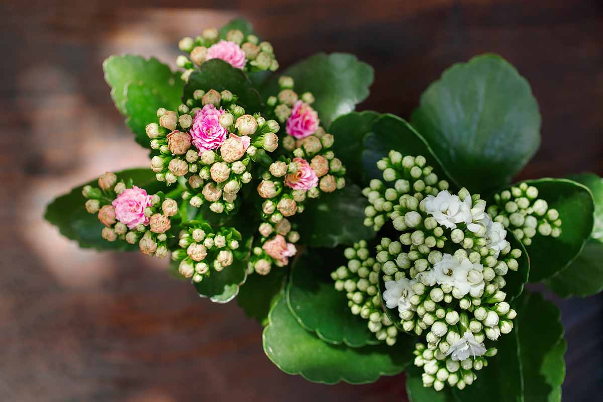 A close up horizontal image of two Kalanchoe blossfeldiana (flaming Katy) plants in pots with buds and blooms pictured on a soft focus background.