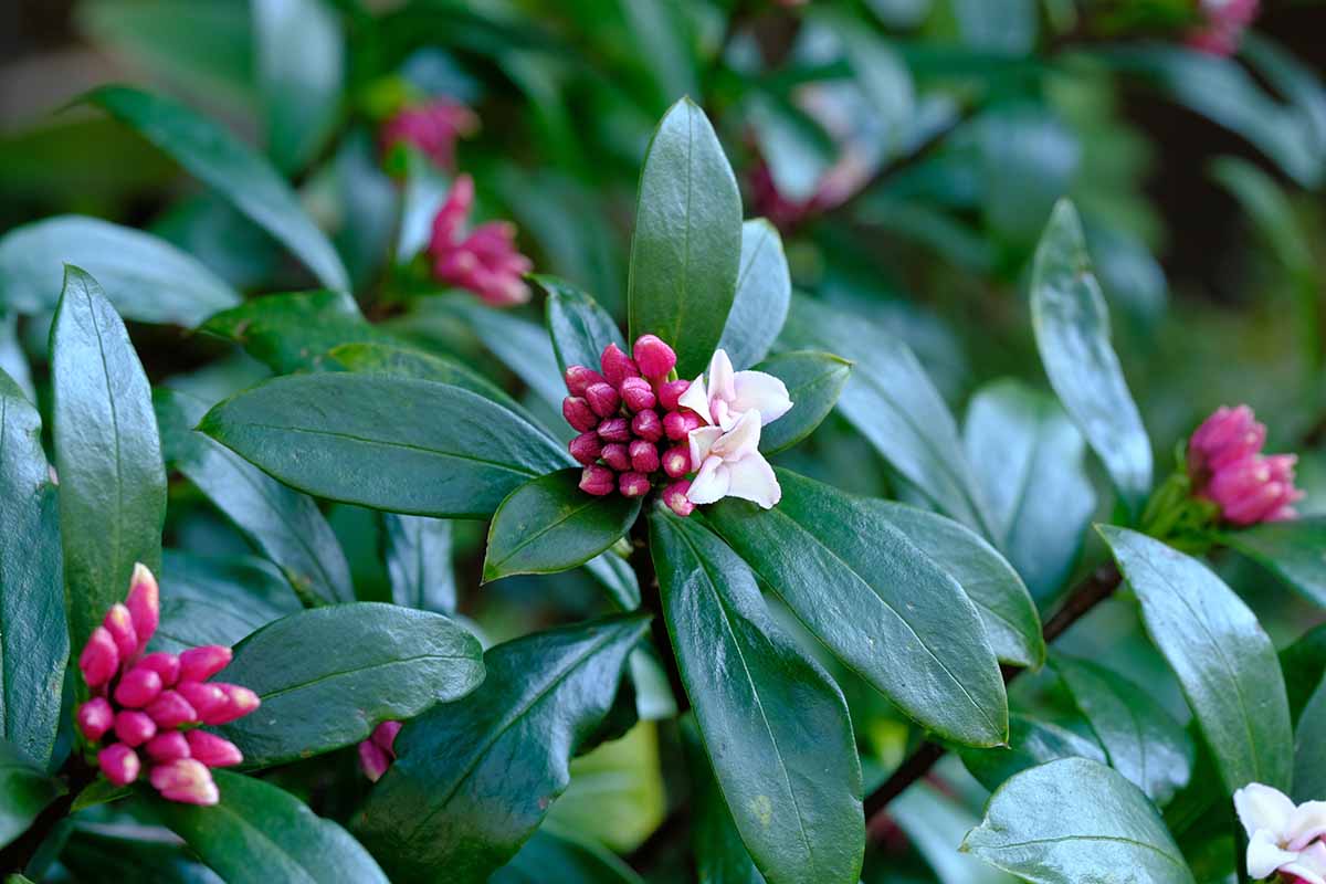 A close up horizontal image of the flower buds and deep green foliage growing in the garden.