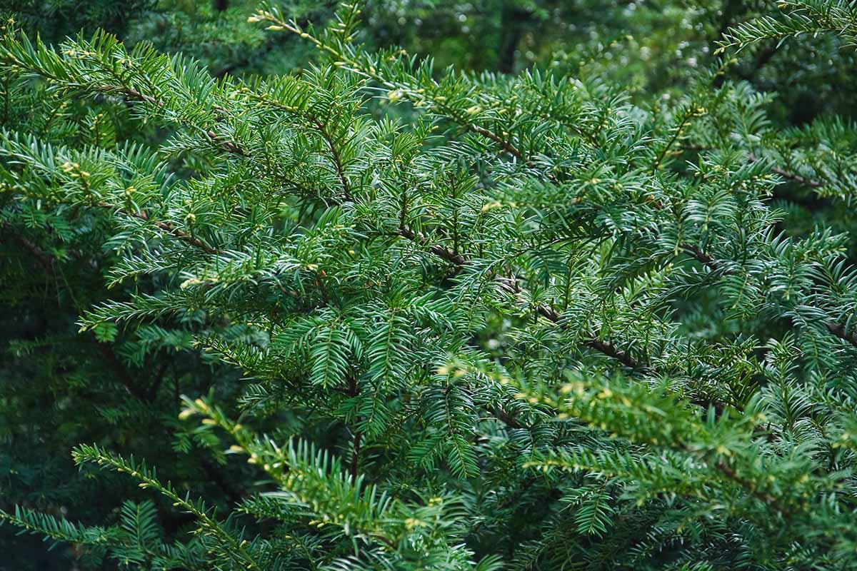 A close up horizontal image of the foliage and branches of a Canadian yew (Taxus canadensis) growing in the garden.