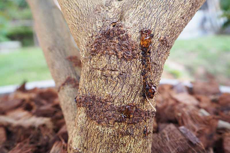 A close up horizontal image of canker and oozing sap on the trunk of a tree.