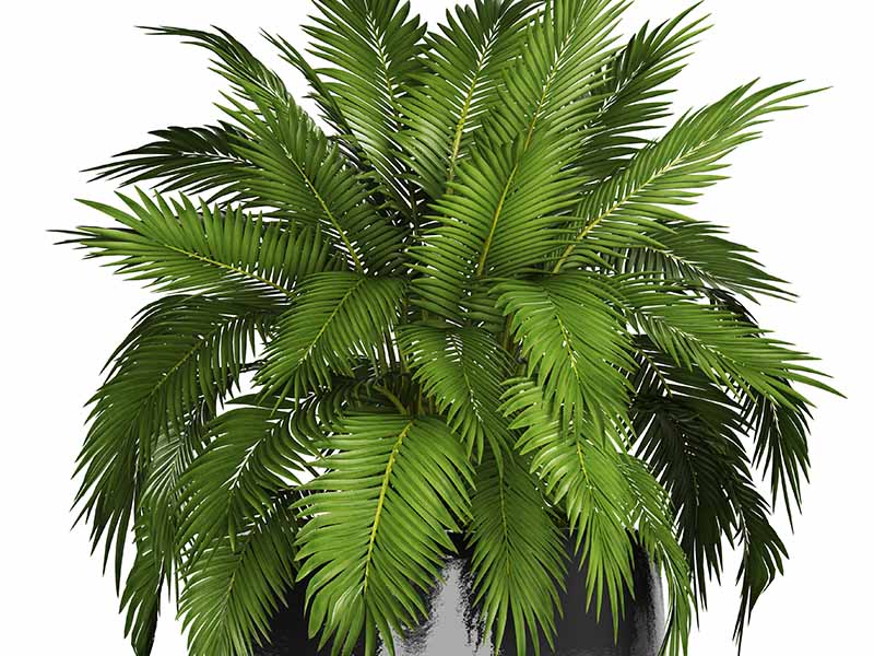 A close up horizontal image of a cat palm growing in a black ceramic pot isolated on a white background.