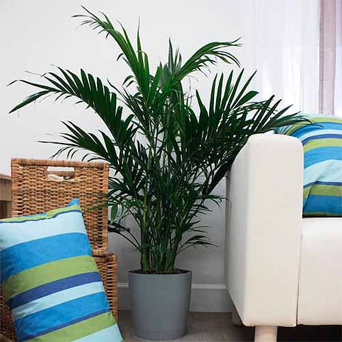 A close up of a cat palm growing in a container indoors next to a sofa.
