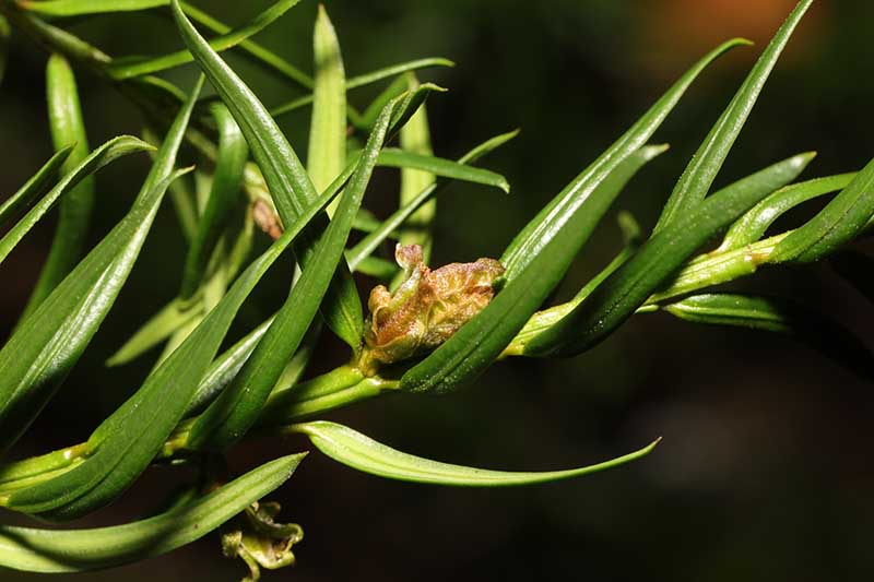 A close up horizontal image of the symptom of Cecidophyopsis psilaspis on the branch of a shrub.