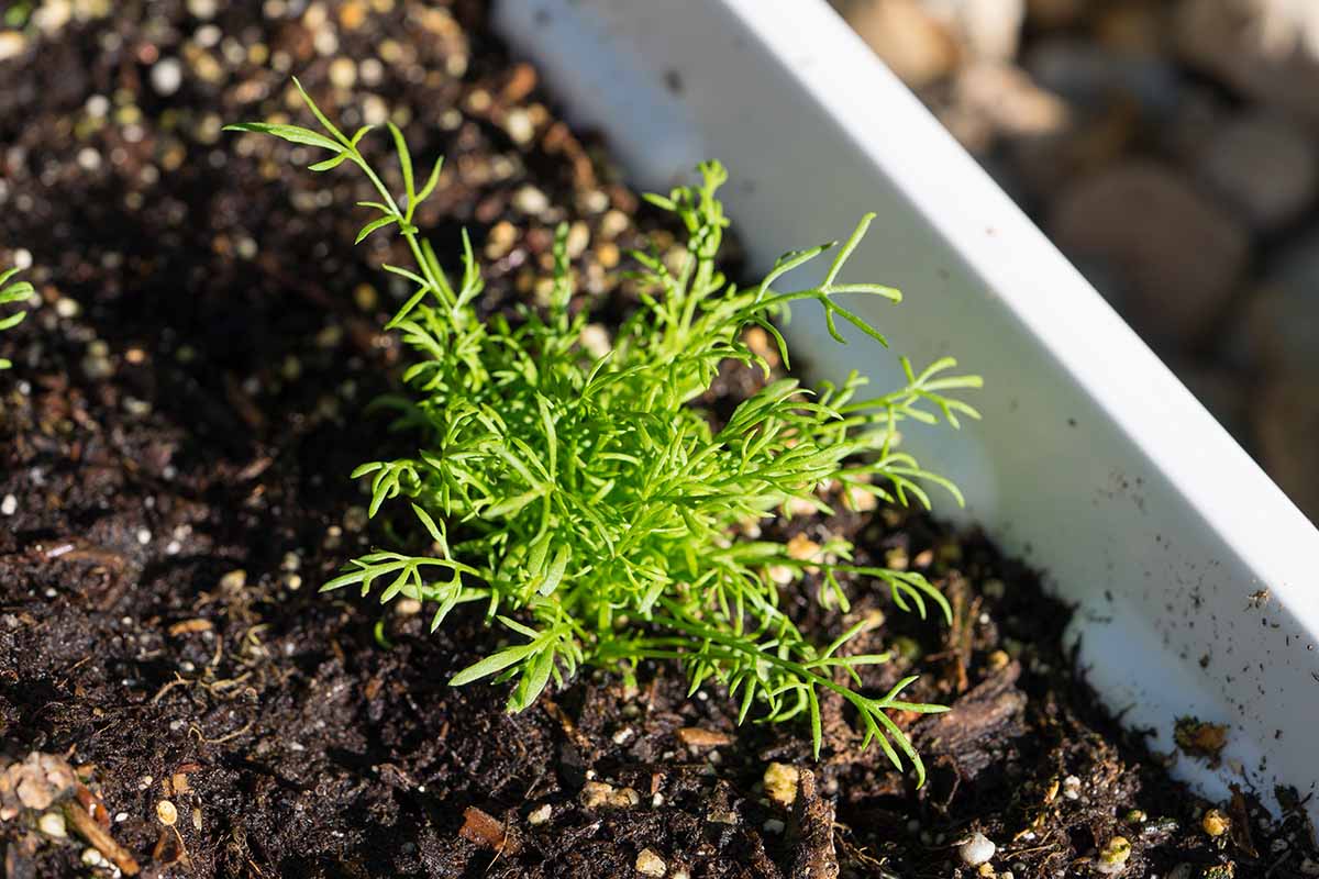 A close up horizontal image of a seedling pushing through dark rich soil in a planter.