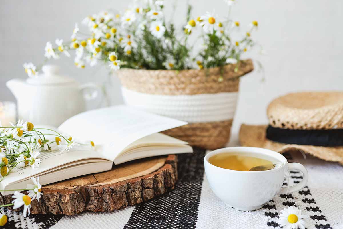 A horizontal image of an indoor scene with an open book, chamomile flowers in a wicker basket, and a cup of tea set on a table.