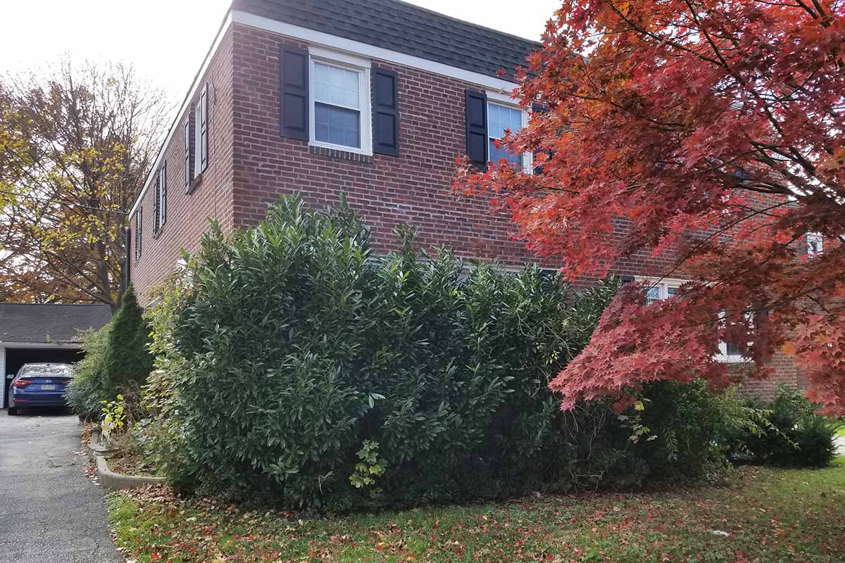 A large cherry laurel shrub is growing in front of a brick house with black roof and shutters, with a red Japanese maple in the foreground, leaf-strewn lawn, and a white cloudy sky.