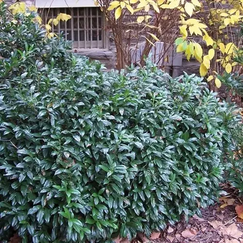 A square image of a 'Chestnut Hill' cherry laurel growing outside a residence.