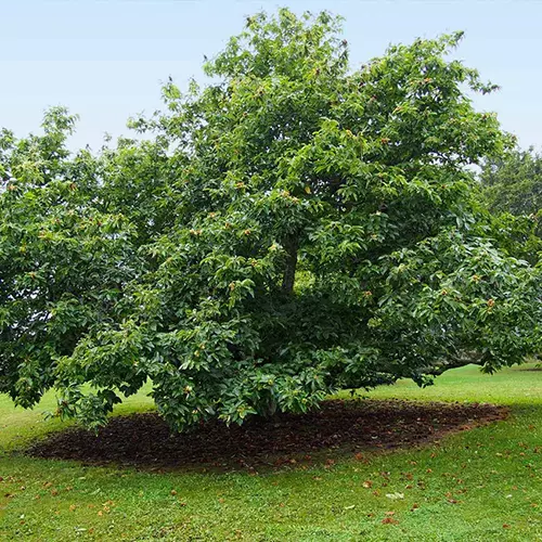 A square image of a Chinese chestnut tree growing in the garden.