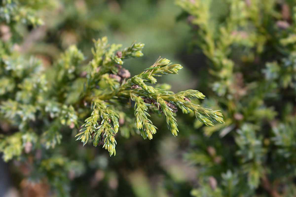 A close up horizontal image of the foliage of a Chinese juniper (Juniperus chinensis) pictured on a soft focus background.