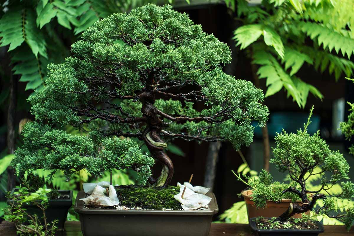 A close up horizontal image of a Juniperus chinensis growing as a bonsai.