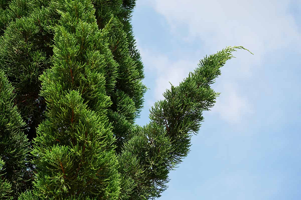A horizontal image of a Chinese juniper (Juniperus chinensis) growing in the garden pictured on a blue sky background.