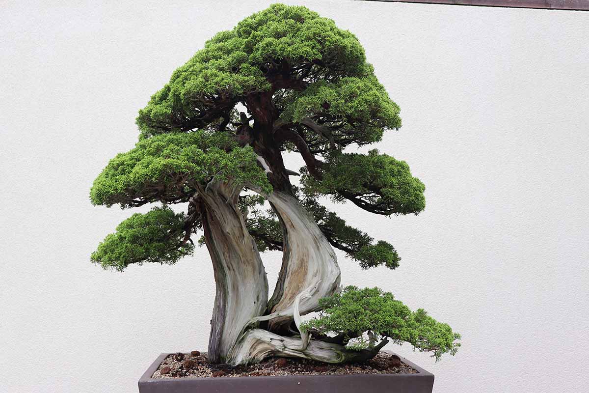 A close up horizontal image of a Juniperus chinensis tree trained as a bonsai.