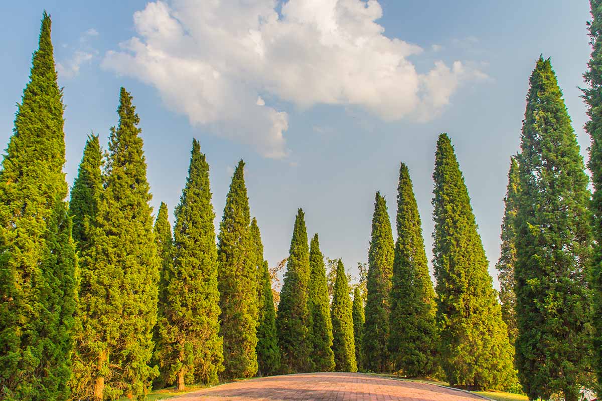 A horizontal image of a driveway flanked by Chinese juniper trees pictured on a blue sky background.