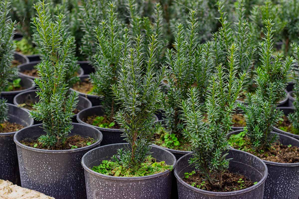 A close up horizontal image of pots of Chinese juniper saplings in a plant nursery.