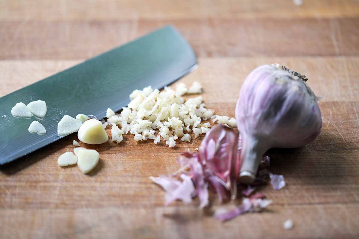 A close up horizontal image of a 'Persian Star' garlic bulb and cloves, whole and chopped on a wooden surface.