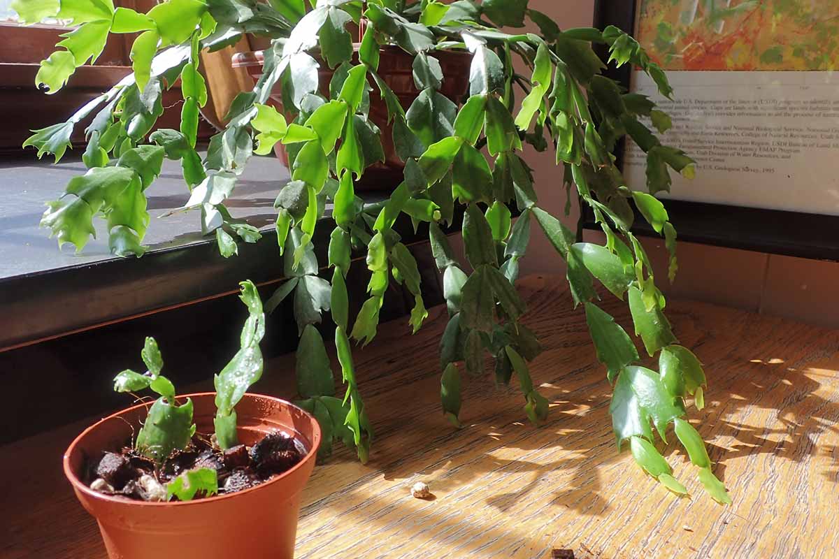 A close up horizontal image of a mature Christmas cactus plant set on a countertop in light sunshine with a small pot of rooting cuttings to the left of the frame.