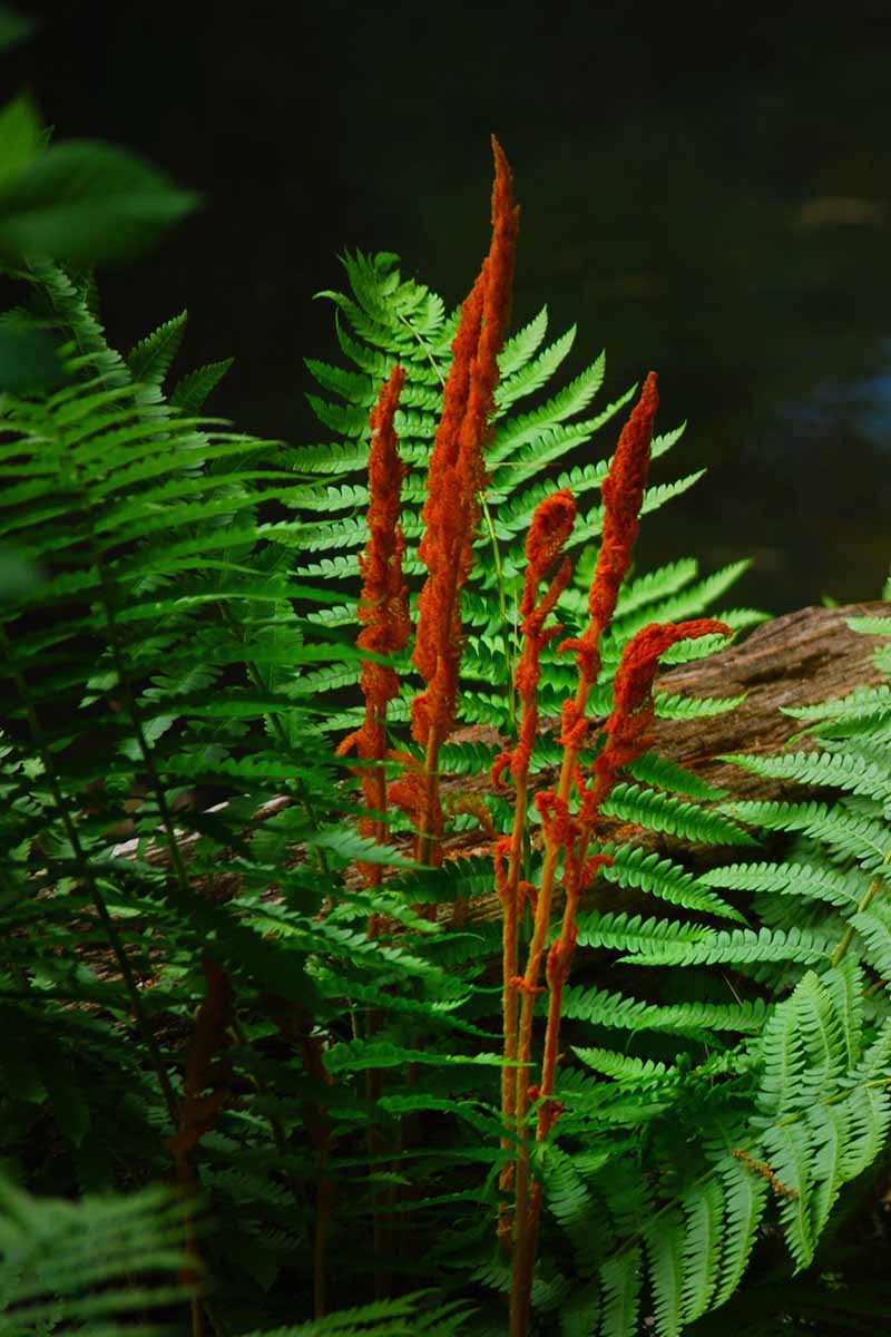 A vertical image of a cinnamon fern (Osmundastrum cinnamomeum) growing in a forest pictured on a dark background.