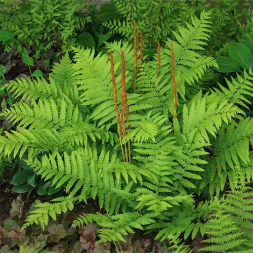 A close up square image of the bright green foliage of a cinnamon fern (Osmundastrum cinnamomeum) growing in the garden.