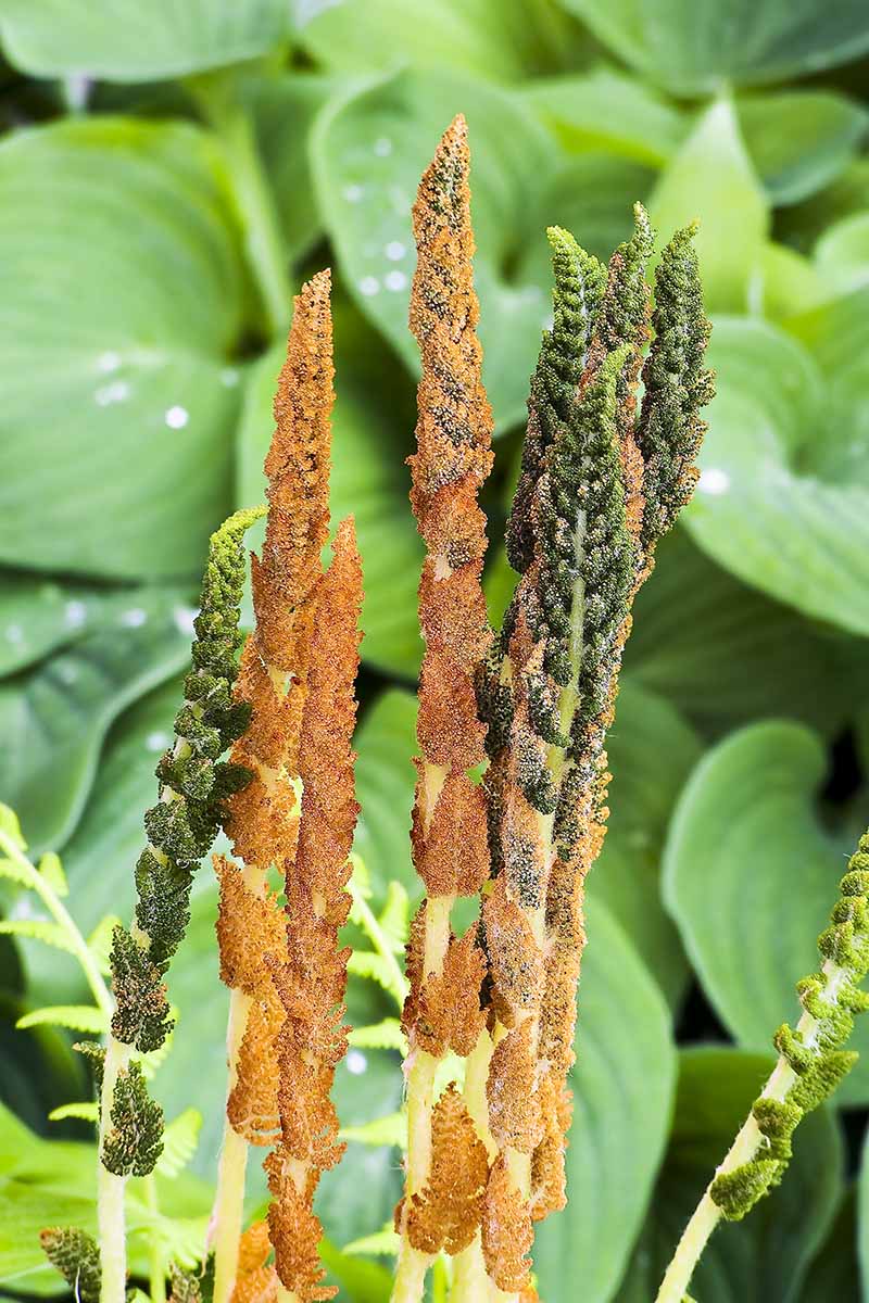 A close up vertical image of a cinnamon fern (Osmundastrum cinnamomeum) with hostas in the background.