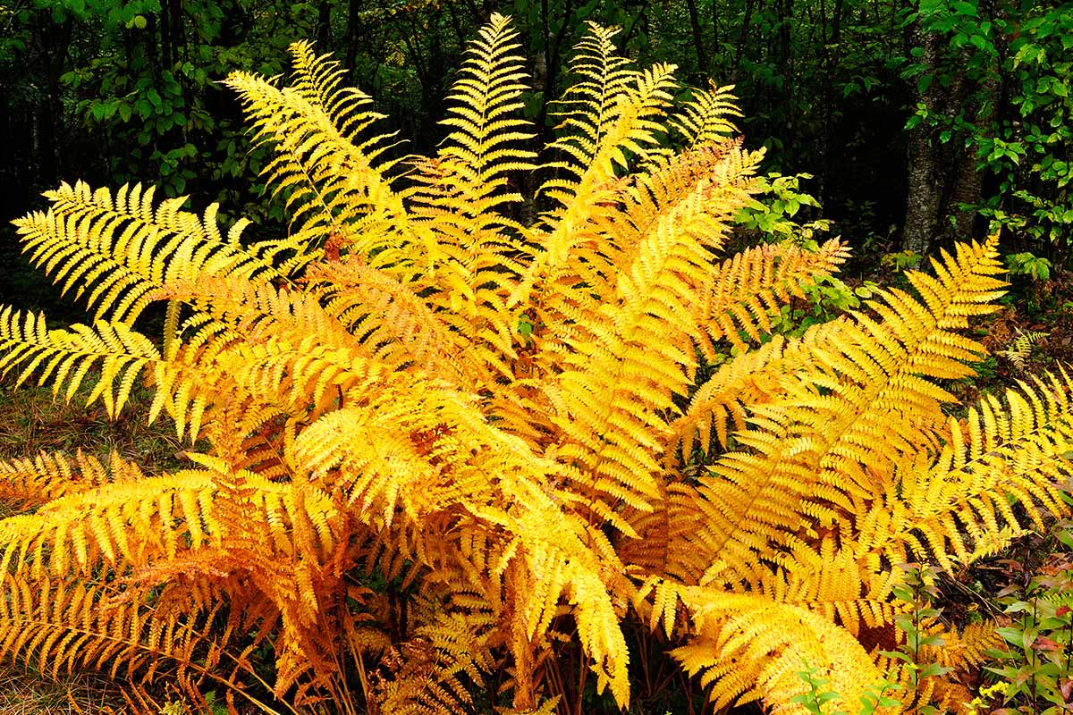 A close up horizontal image of the bright orange and yellow foliage of a large cinnamon fern (Osmundastrum cinnamomeum) in autumn.