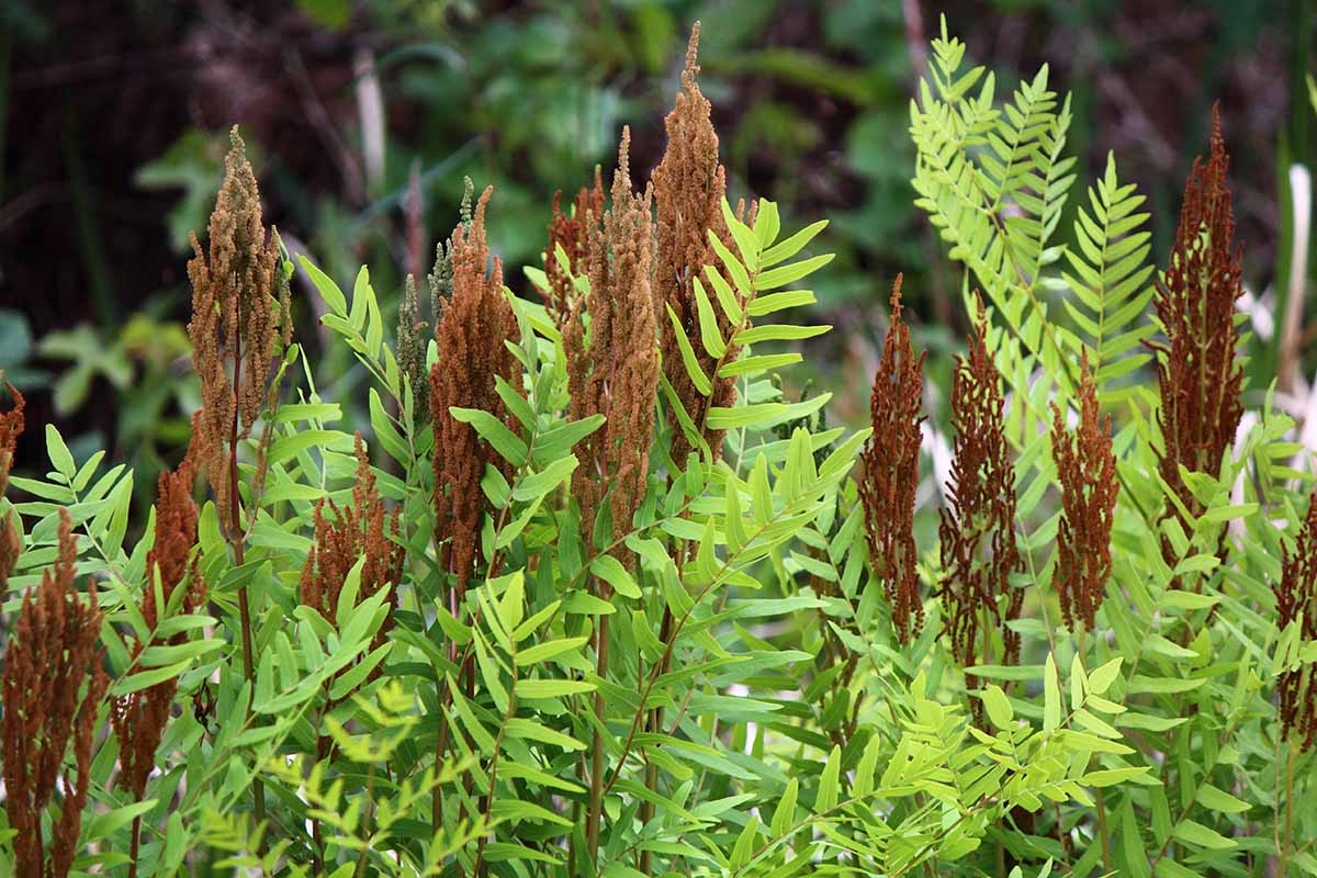 A close up horizontal image of cinnamon ferns growing wild pictured on a soft focus background.