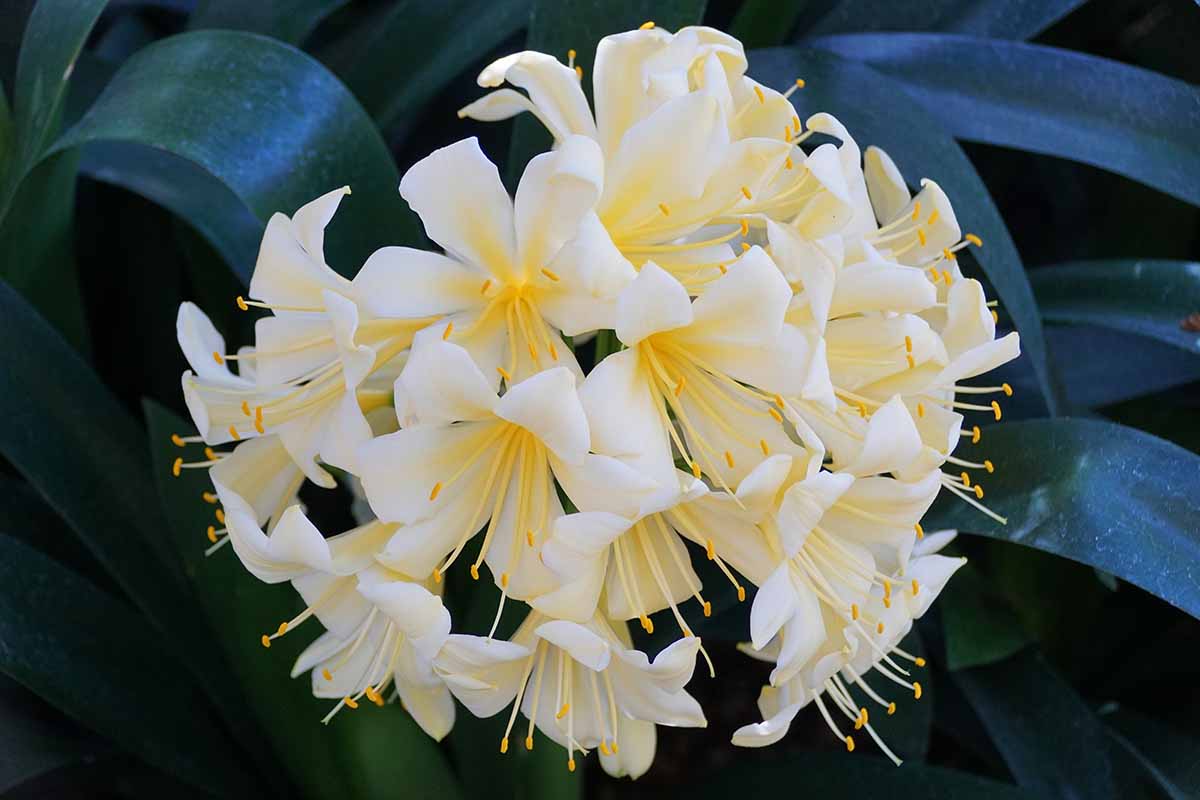 A close up horizontal image of light yellowish cream clivia flowers with foliage in soft focus in the background.