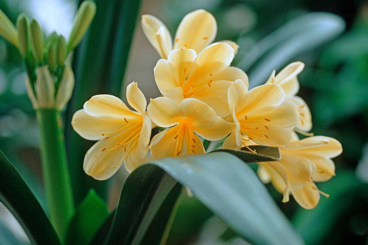 A close up horizontal image of the flowers of Clivia minata var. citrina pictured on a soft focus background.