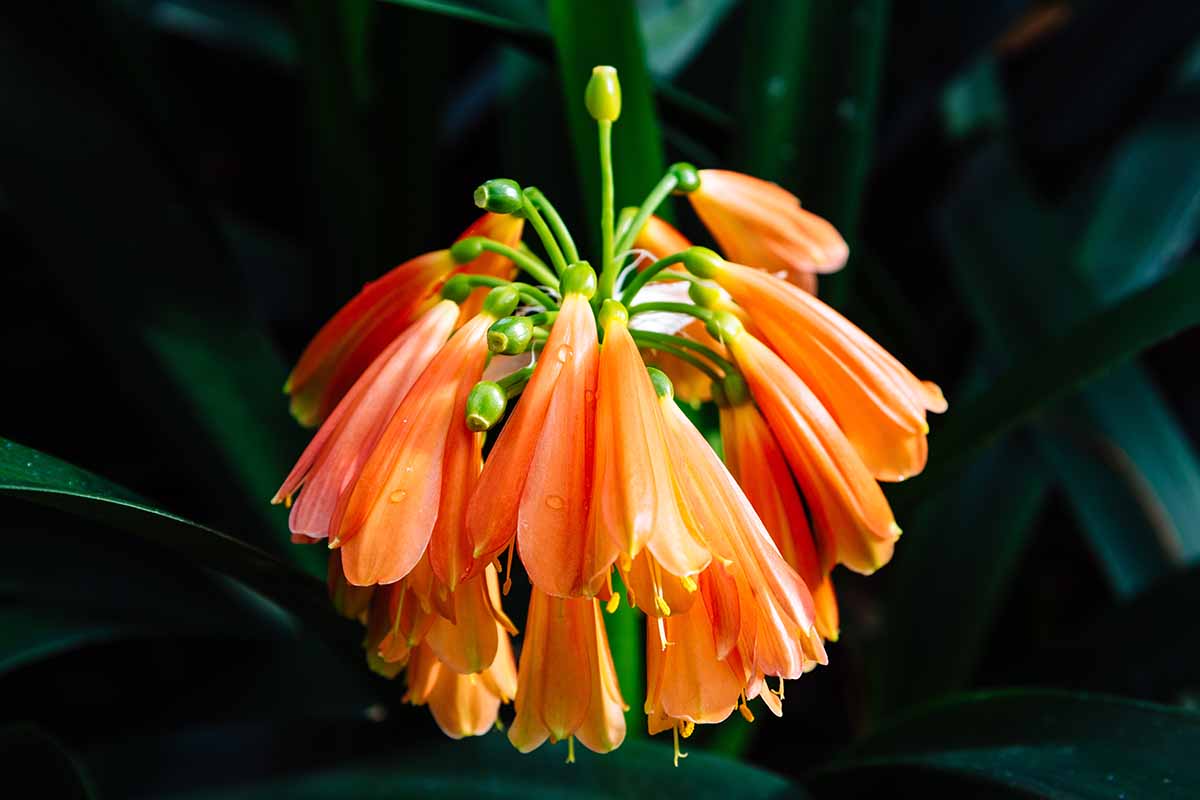 A close up horizontal image of a Clivia nobilis flower pictured on a dark background.