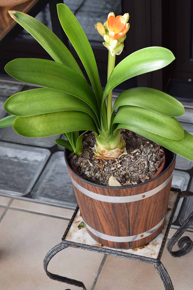 A close up vertical image of a clivia plant growing in a pot shortly before blooming.