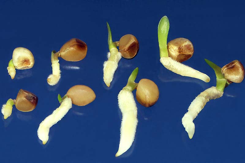 A horizontal image of a series showing different growth from seeds.