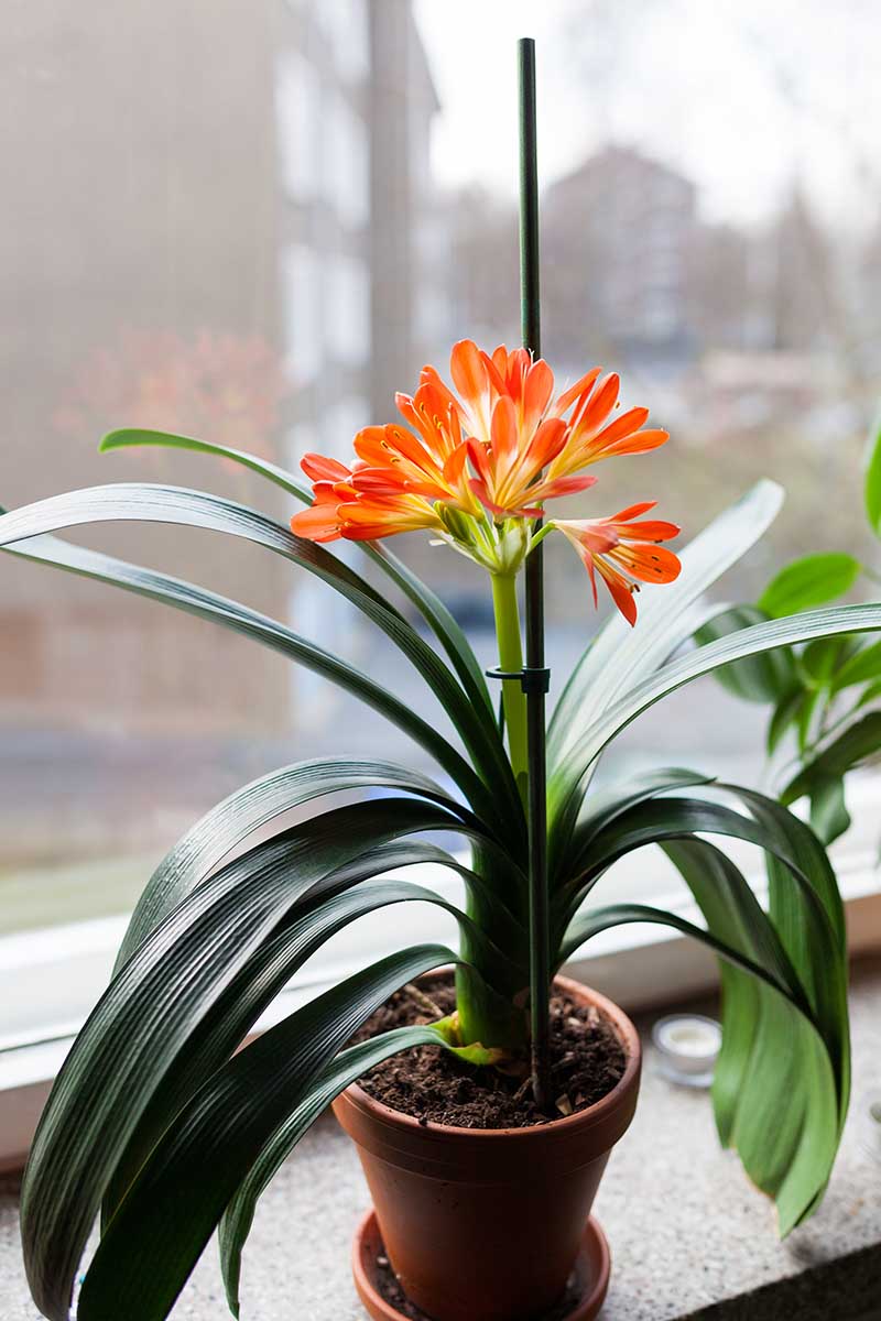 A close up vertical image of a reddish orange clivia flower growing in a pot set on a windowsill.