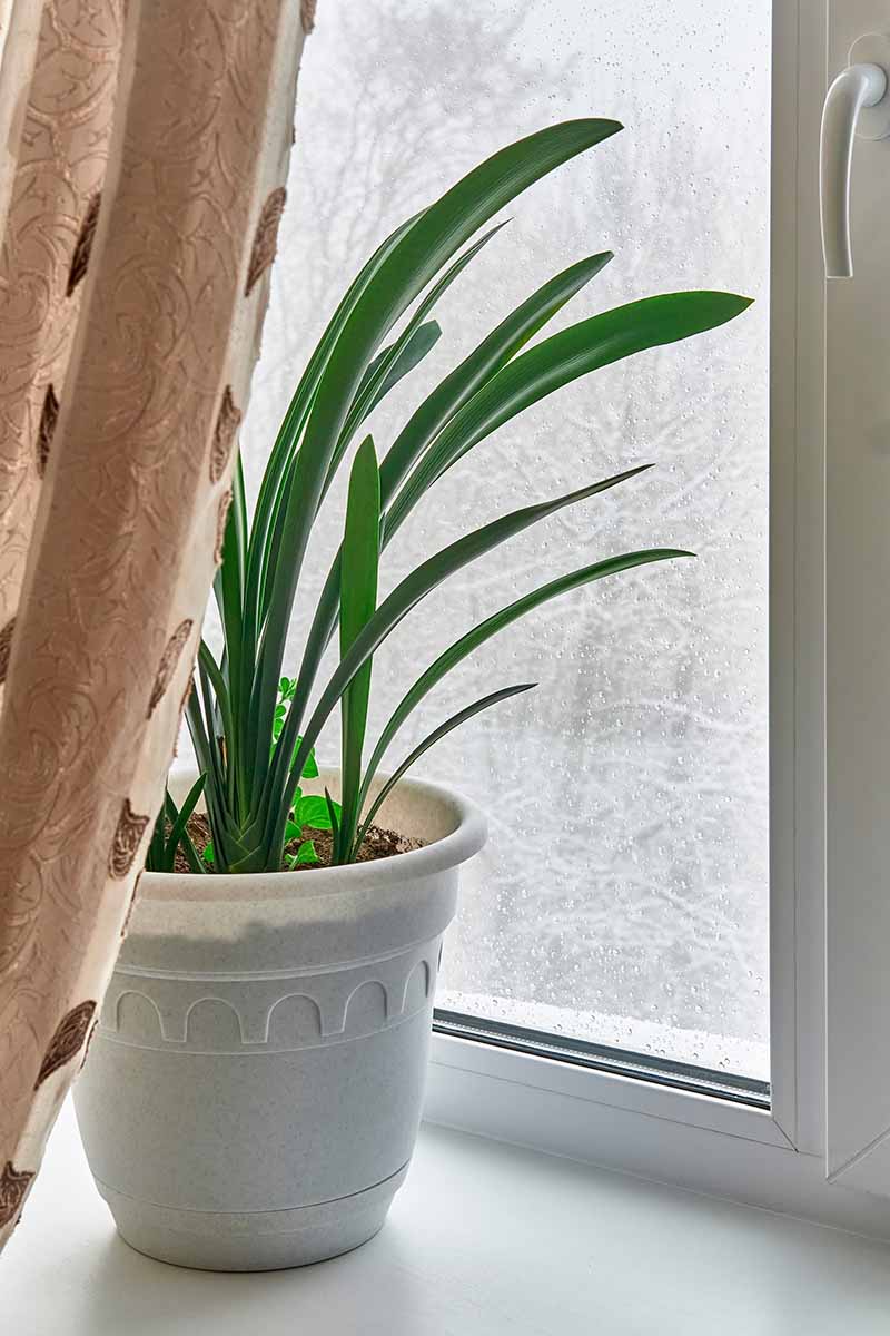 A close up vertical image of the long strappy foliage of a clivia plant growing in a white plastic pot set on a windowsill.