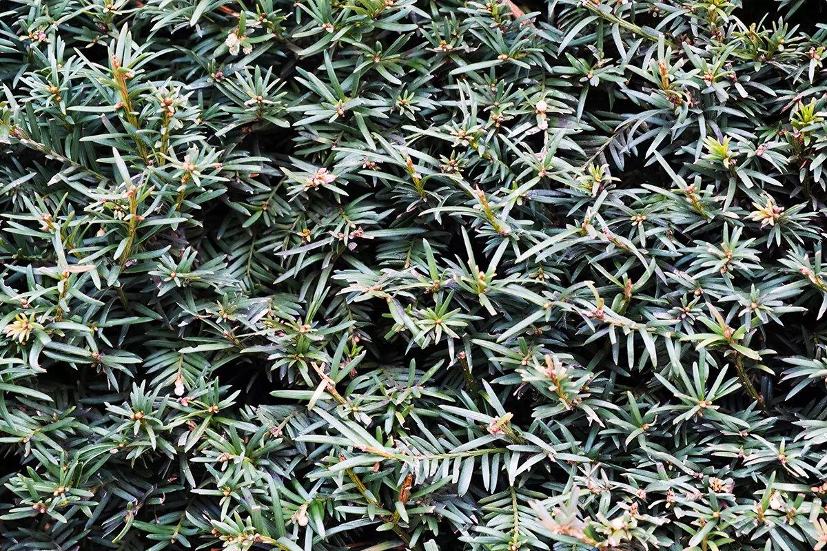 A close up horizontal image of the foliage of a yew hedge.