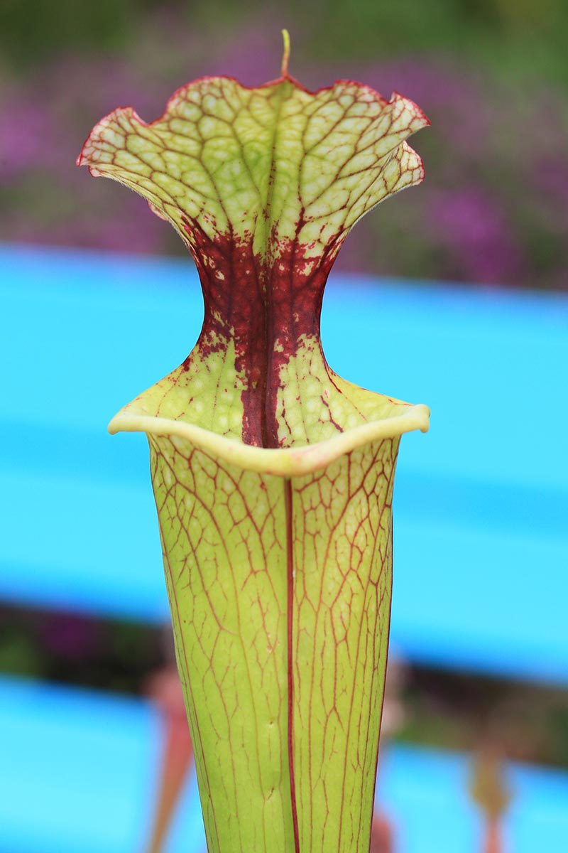 A close up vertical image of the pitcher of a Sarracenia plant pictured on a soft focus background.