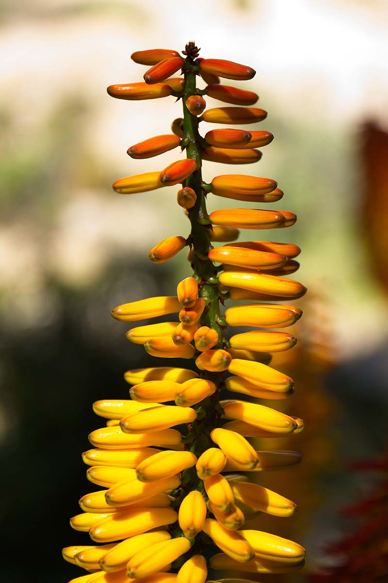 A close up vertical image of the yellow blooms of an aloe plant pictured in light sunshine on a soft focus background.