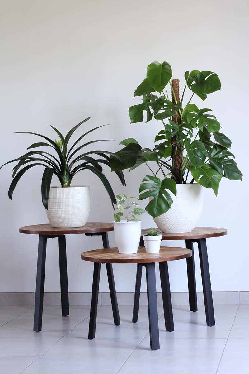 A vertical image of a collection of houseplants on wooden side tables.