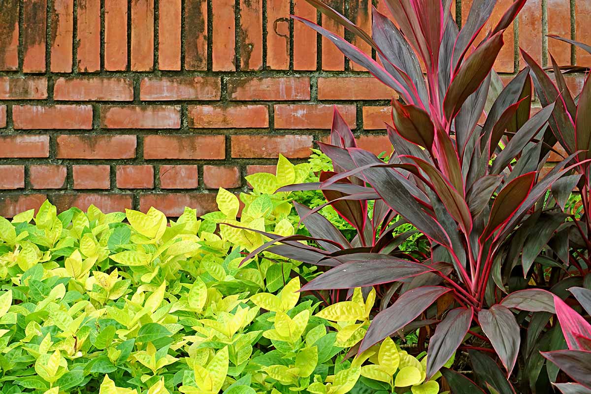 A horizontal image of a colorful Hawaiian ti plant growing in the garden with a brick wall in the background.