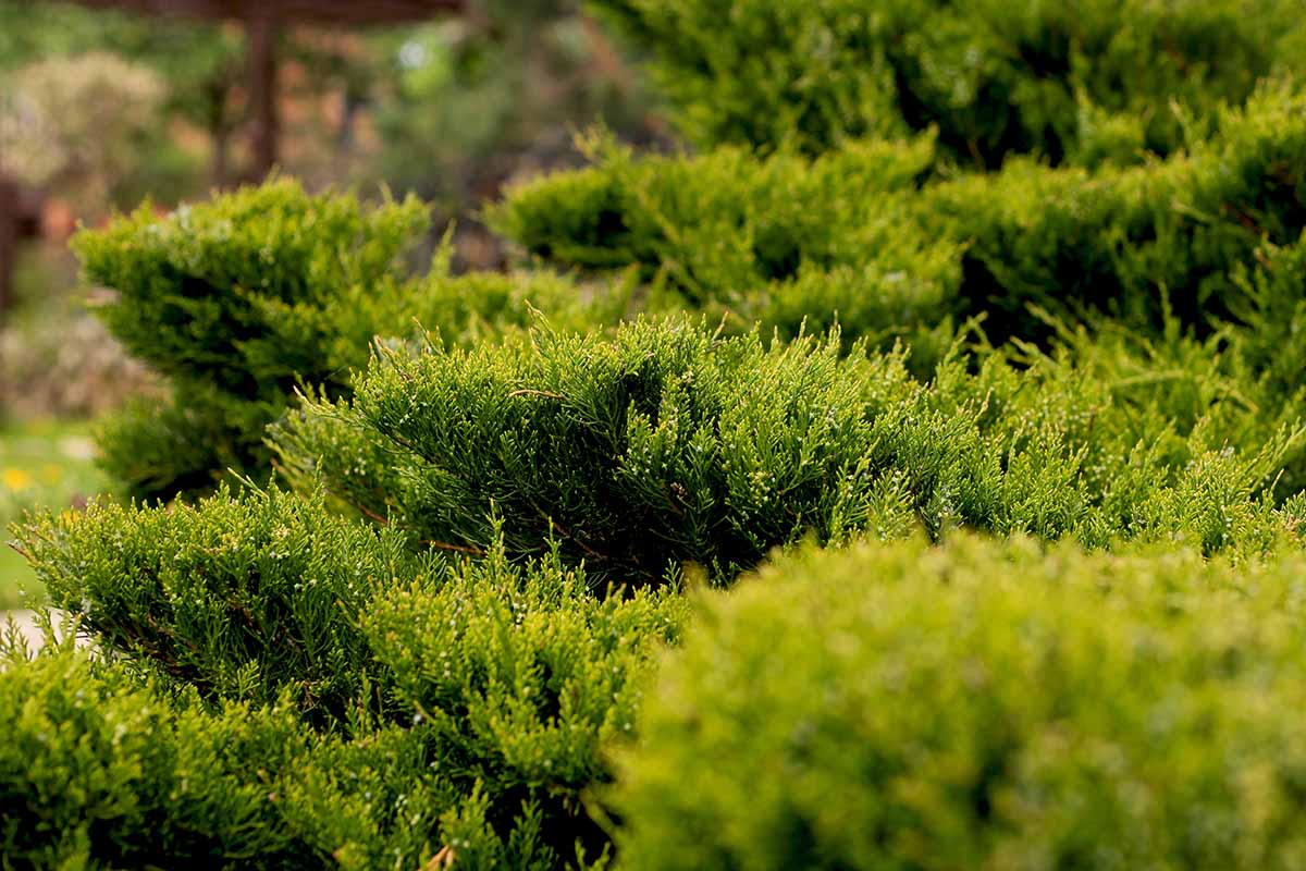 A close up horizontal image of the green foliage of Cossack juniper (Juniperus sabina).