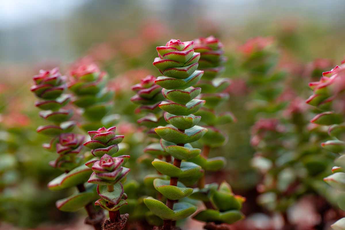 A close up horizontal image of a crassula plant growing in the garden pictured on a soft focus background.,